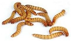 5000 Live Mealworms, Reptile, Birds, Chickens, Fish Food (Mixed)