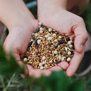 SCRATCHERCISE Premium Chicken Poultry Free-Range Scratch Treat Mix | Wheat, Milo, Peas, Sunflower, Safflower, Flax, Mealworms (25 lbs)