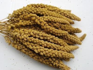 5 lb. and 25 lb. Healthy Treat for All Birds (5 lb.)