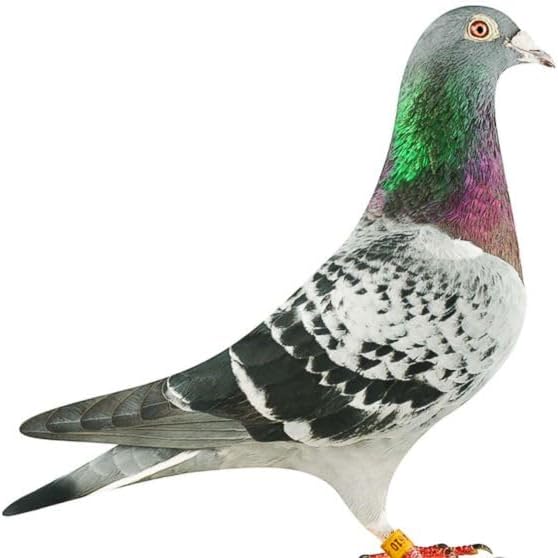 DEWORMX for Pigeons Doves Birds Palomos Buchones Mensajeros Pigeon Tabs Pigeonvita Vitamins La Lechita Pigeons Hens Rooster Chickens Caged Birds (Pigeon Loft 8oz)