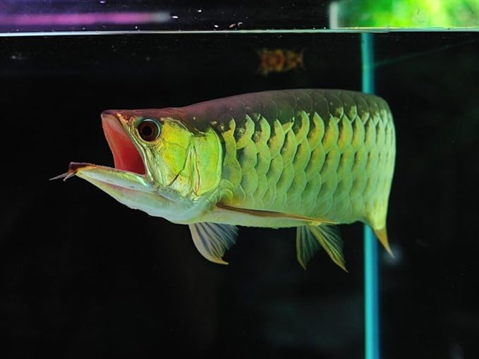 Arowana 3/16" x 3/8" 40% Protein Floating Sticks for Arowana, Oscars, Flower Horns, Red Parrots All Central and South American Cichlids...WL…1-lb Foil Pouch Bag