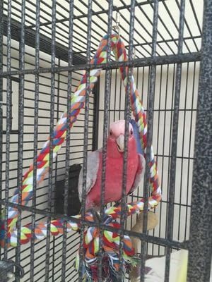 KinTor Medium Triangle Rope Swing Bird Toy Parrot Cage Toys Cages Conure African Grey