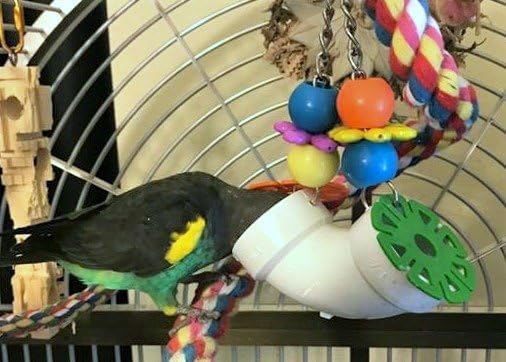 Super Bird Creations SB751 PVC Forager Bird Toy, Medium/Large Bird Size, 3” x 5” x 8”