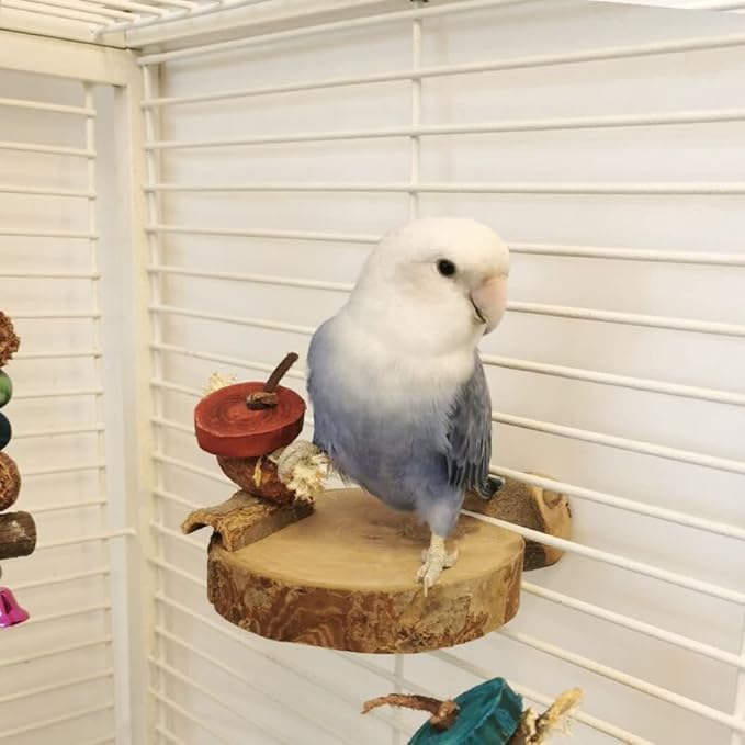 2PCS Natural Wood Perch Stand with Chewing Toy for Small Medium Pet Bird Parrot Budgie Parakeet Cockatiel Conure Lovebird Finch Canary Hamster Gerbil Rat Chinchilla Squirrel Cage Platform (Small)