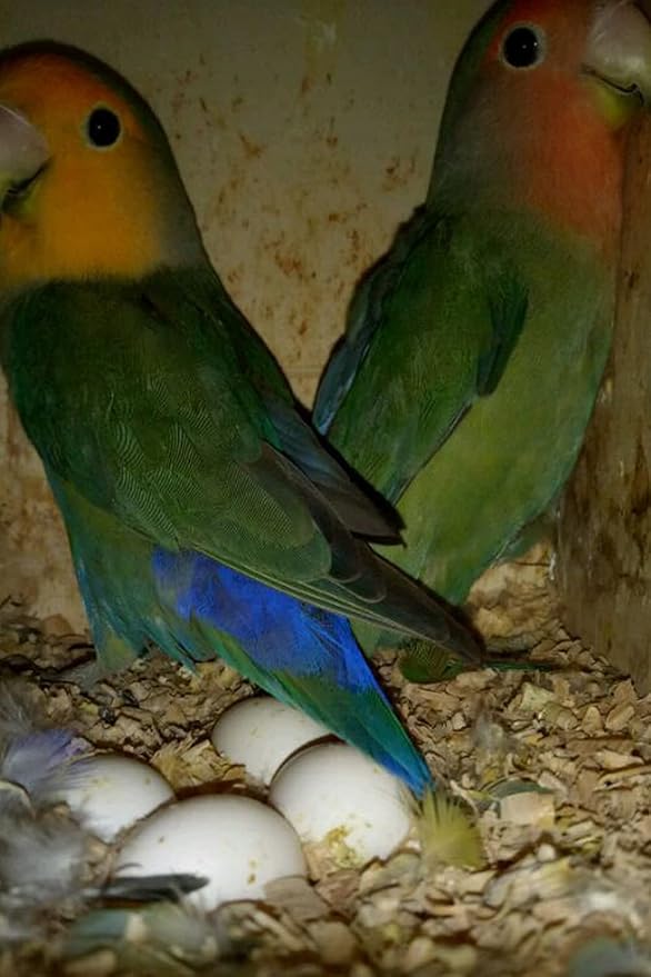8Pcs Fake Bird Eggs, Stop Egg Laying fit Cockatiels, Green Cheeks, Lovebird, Ringneck Dove, Lorikeet, Bourke Parakeet, Quaker Parrots
