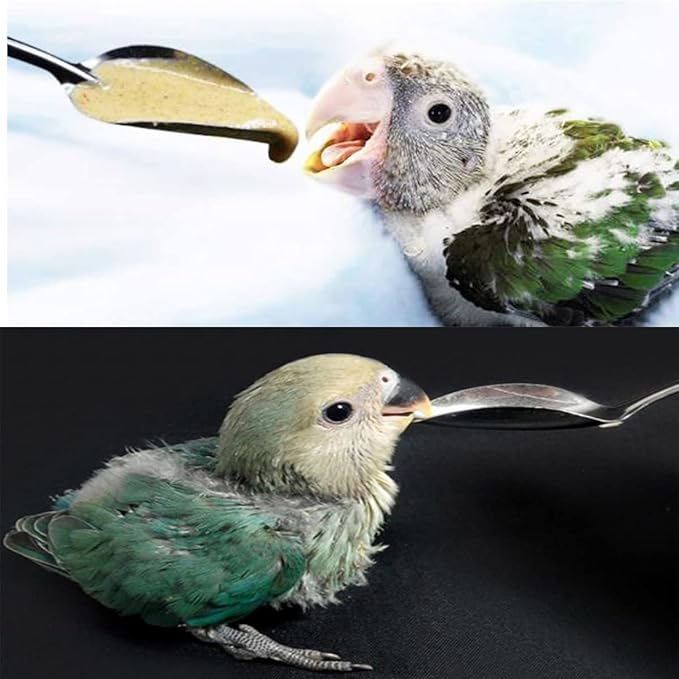 6 Stainless Steel Pet Feeding Spoons, Parrot Feeding Tool, Chick Bird Feeder.