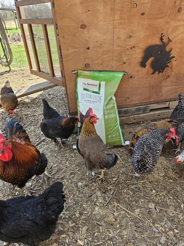 Nutrena Country Feeds 16% Layer Pellets Chicken Feed 50 Pounds