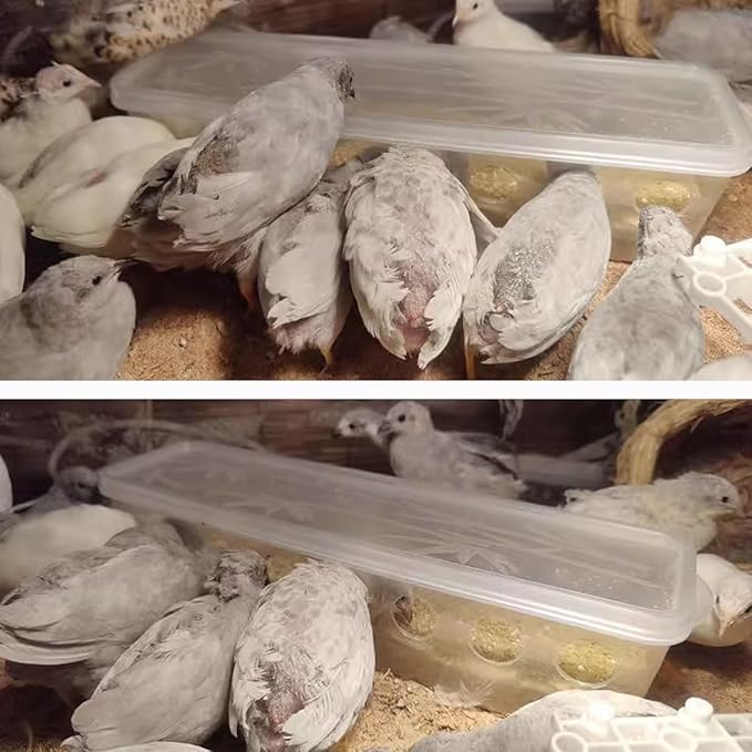 Button Quail Transparent Feeder Flip Top Seed Food Container (8 Holes)