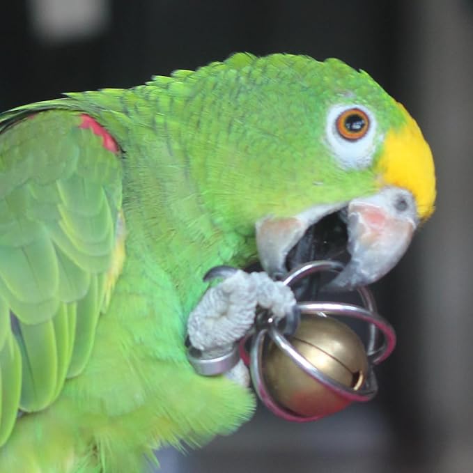 Fosrion Heavy Duty Stainless Steel Bird Toy for Large Parrots - Chew-Proof Foraging Ball with Bell for Macaws, Cockatoos, African Greys (Large Ball + Clicker)