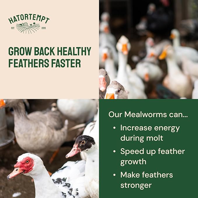 Hatortempt Dried Mealworms for Wild Birds - 1.8 Lb Bag - Bluebird Food - High-Protein Meal Worms for Blue Birds, Robins and Chickadees