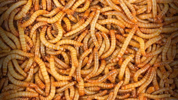 BASSETT'S CRICKET RANCH 1000 Live Mealworms