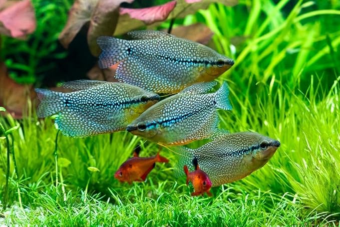 Red Parrot Fish Ultra Red Color Enhancing 1.5mm-2mm Floating Pellets. Color Enhancing in 10-Days for Baby, Juvenile and Adult Red Parrots…3-lbs 8oz Large Jar