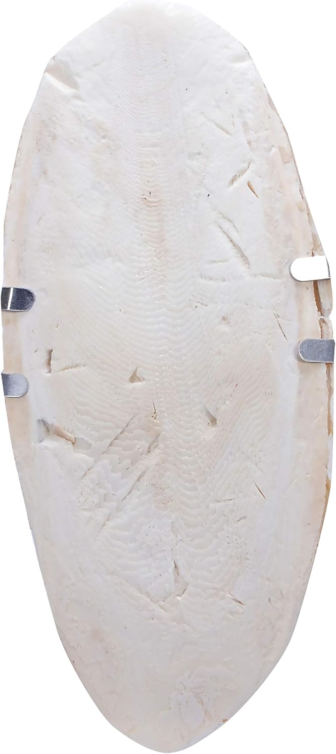 Wild Harvest Cuttlebone for All Birds
