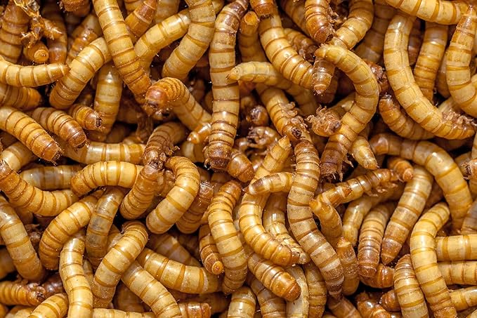 Surmen Legacy 3,000 Count Live Healty Mealworms (3/4-1 Inches)