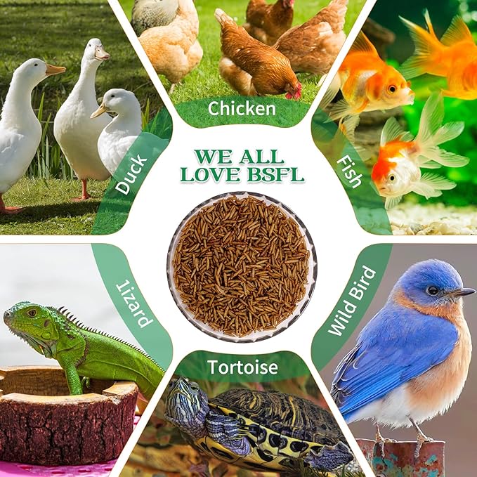 KAYHEN Dried Black Soldier Fly Larvae 5LB Non-GMO BSF Larvae for Chickens More Calcium Than Mealworms High-Protein Chickens Treats for Layer Hens Wild Birds Ducks