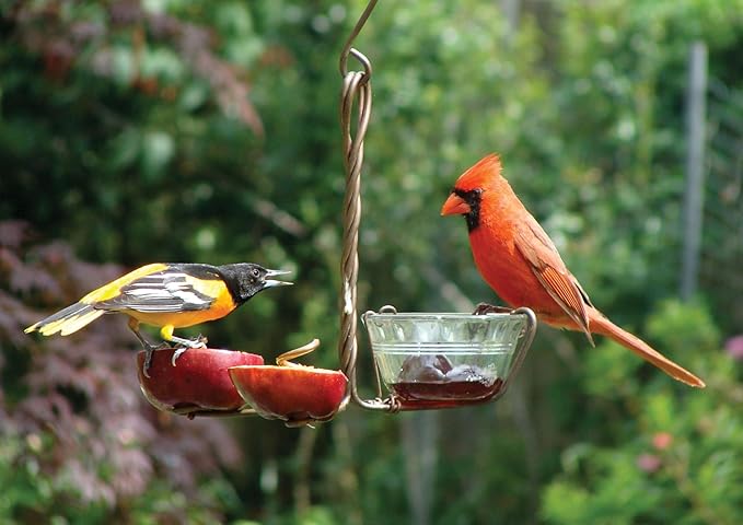 Songbird Essentials SEHHFRJL Fruit and Jelly Oriole Bird Feeder, Copper Hanging Feeder with Glass Jelly Cup and Fruit Spirals