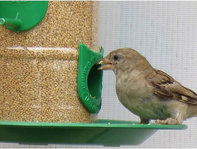 Amijivdaya Medium Bird Feeder Pack of 1