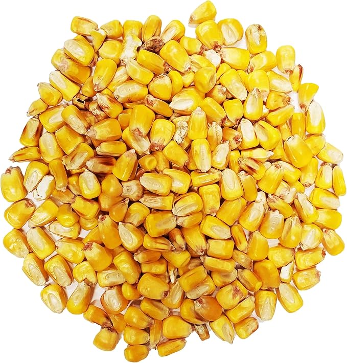 ~4 Lbs Whole Feed Corn