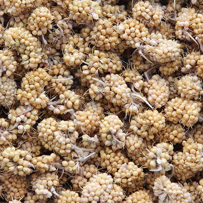Higgins 3 Pack of Sunburst Millet Bits for Small Birds, 1 Ounce Each