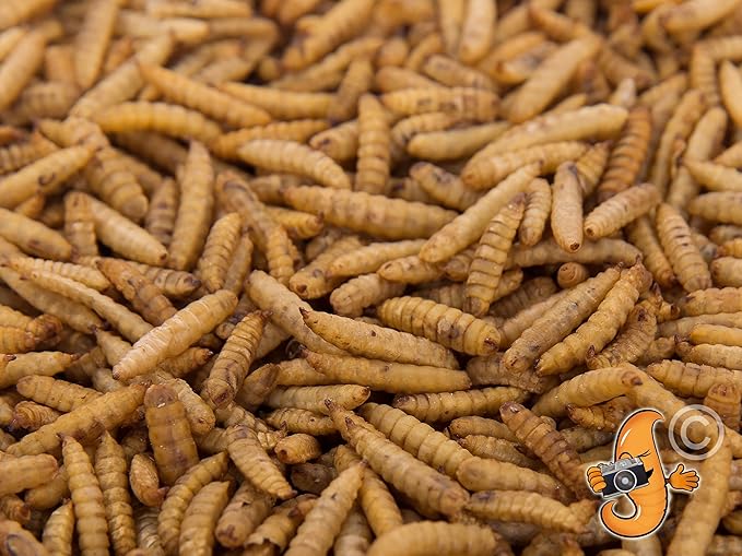 Chubby Dried Black Soldier Fly Larvae | 2 lbs | North America Grown – High Calcium Sustainable Protein Snack for Chickens, Laying Hens, Wild Birds & Reptiles