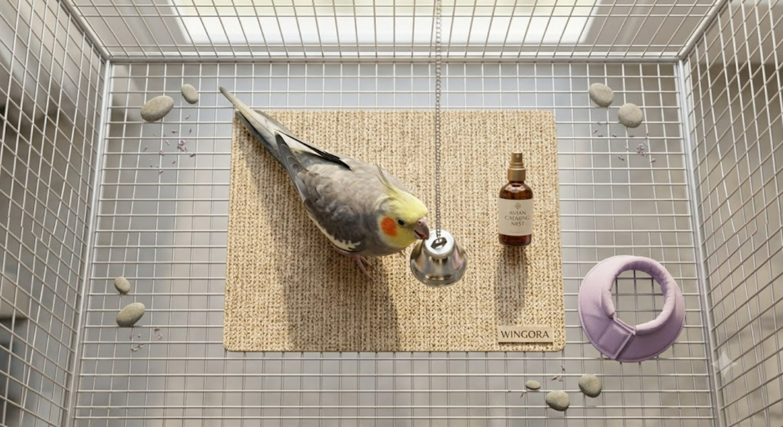 Why Musical and Auditory Bird Toys Are Crucial for Intelligent Parrots