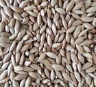Canary Seed 5 LB - Plain 100% Seed