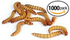 1000ct Live Mealworms, Reptile, Birds, Chickens, Fish Food (Mixed)