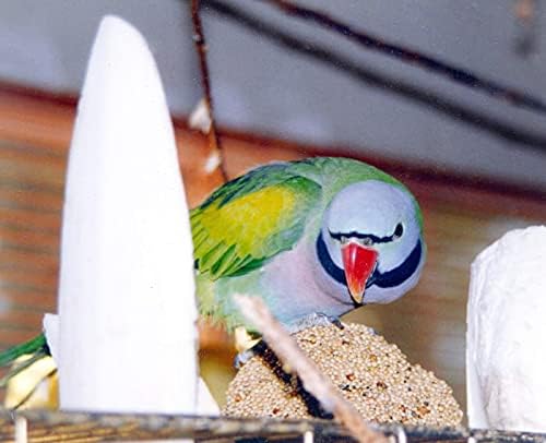 6.29"-7" Large Cuttlebone for Birds, Parakeets Cuddle Bone, Cuttlefish Bone for Sharp Beaks, Natural Calcium for Parrots Tortoise, 4pcs