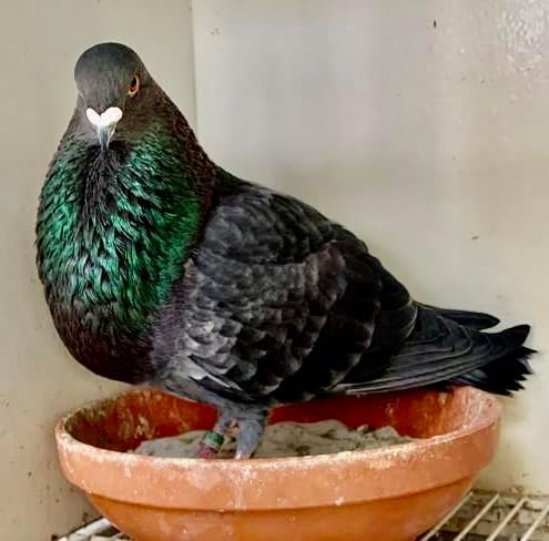 DEWORMX for Pigeons Doves Birds Palomos Buchones Mensajeros Pigeon Tabs Pigeonvita Vitamins La Lechita Pigeons Hens Rooster Chickens Caged Birds (Pigeon Loft 8oz)