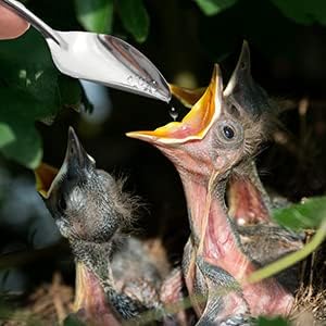 4.7" Bird Parrot Stainless Steel Metal Feeding Spoon,Special Feeding Scoop Medicine Spoons Hand Feeding Spoons for Peony Cockatiel Parrot (3PCS)