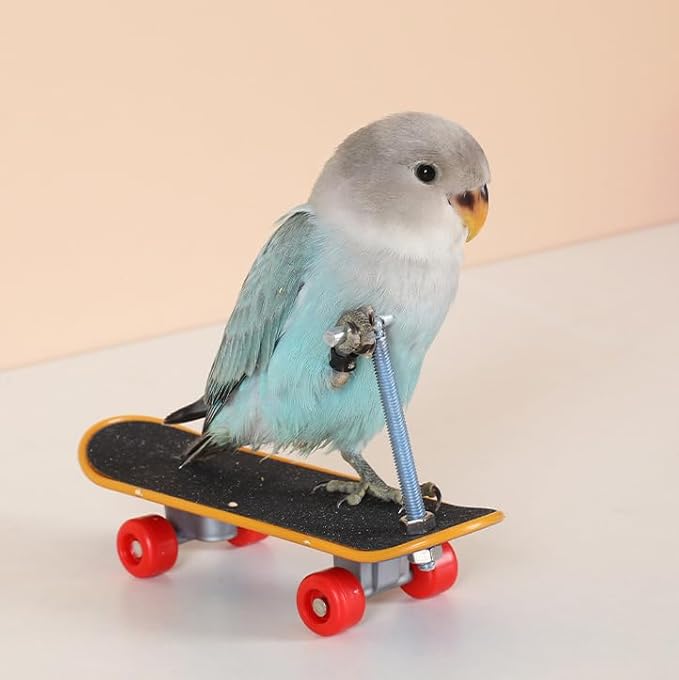 2Pcs Bird Skateboard，Bird Toys for Parrot，for Bird Training Toys (Small)