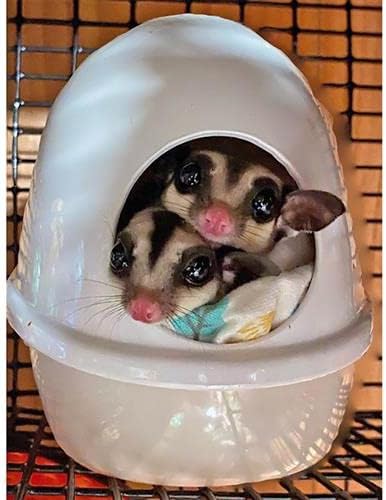 Press 'N' Slide Feed Station - Durable Mounted Food Bowl Dish - Sugar Gliders, Squirrels, Prairie Dogs, Degus, Marmosets, Parrots, Birds, Rats, Hamsters, Gerbils & Other Small Pets… (with Dome)