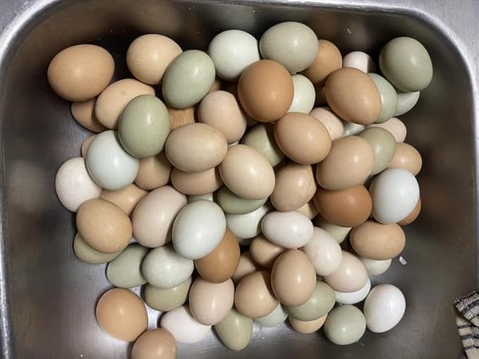 Nutrena Country Feeds 16% Layer Pellets Chicken Feed 50 Pounds