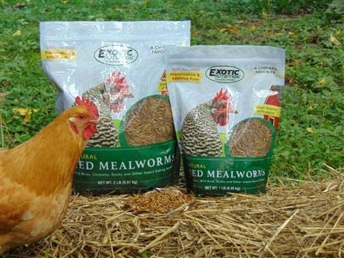Dried Mealworms - 100% Natural, Non-GMO, High Protein, Bulk Insect Treat for Chicken, Laying Hen, Chick, Wild Bird, Bluebird, Duck, Goose, Turkey, Chickadee, Titmice, Wren, Reptile, Fish (1 lb.)