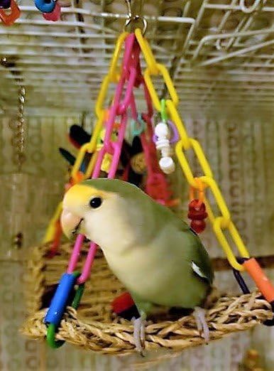 Super Bird Creations SB747 Mini Flying Trapeze Bird Toy, Small Bird Size, 6” x 7” x 9”