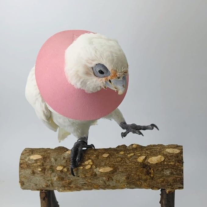 Pet Parrot Anti-bite Elizabethan Collars, Anti-Grab Feather Plucking Wound Healing Safety Collar, Protective Recovery Cones for Budgerigar Lovebird Cockatiel Cockatoo (Medium)