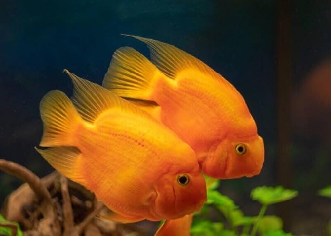 Red Parrot Fish Ultra Red Color Enhancing 1.5mm-2mm Floating Pellets. Color Enhancing in 10-Days for Baby, Juvenile and Adult Red Parrots…8oz Small Jar