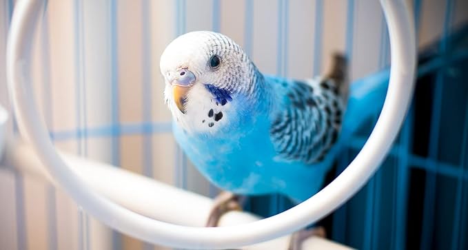 JW Pet Company Activitoy Double Axis Small Bird Toy, Colors Vary