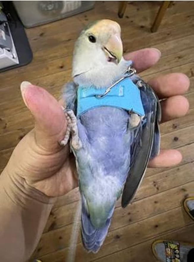 Bird Flight Harness Vest, Parrot Flight Suit with Leash for Parakeets Cockatiels Conures Budgies, Bird Flying Clothes with Rope and Handle for Outdoor Activities Training (3XL,Blue)