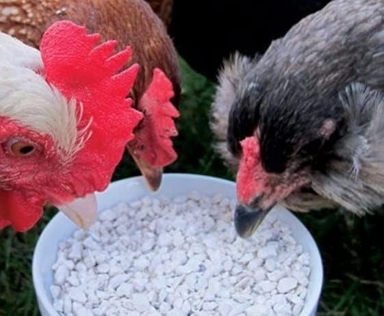 CZ Grain Calcium and Crushed Oyster Shells for Chickens - Grit for Chickens and Ducks (8 Ounces)