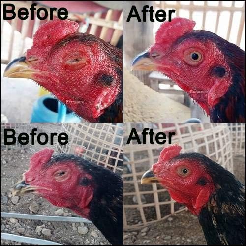 EXTER Sure Rooster Booster Health Vitamin Support Fast Result, Stimulates & Improved Immunity Feed Nourishing Poultry (EXTER Sure Increasing Fast Energy 10 ML.)