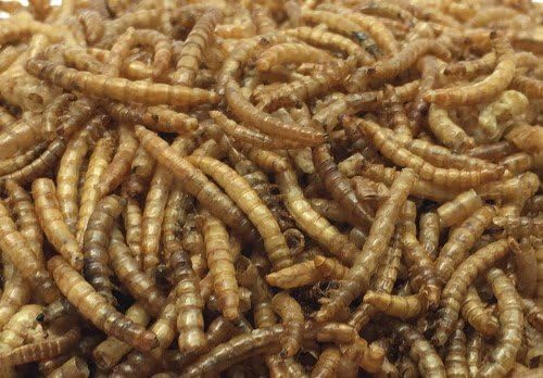 Pecking Order Dried Mealworms - 10 oz