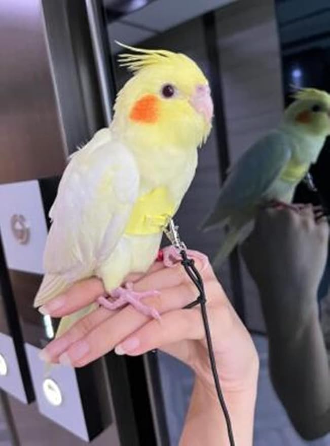 Bird Flight Harness Vest, Parrot Flight Suit with Leash for Parakeets Cockatiels Conures Budgies, Bird Flying Clothes with Rope and Handle for Outdoor Activities Training (XS,Yellow)