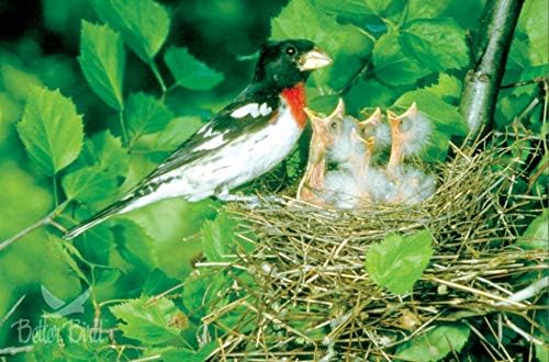 Better Bird, Nut N’ Berry Premium 5 lb Poly Bag, Pack of 1