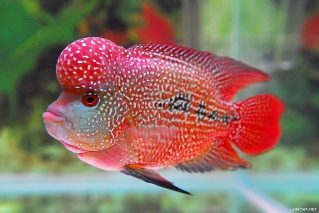 Red Parrot Fish Ultra Red Color Enhancing 1.5mm-2mm Floating Pellets. Color Enhancing in 10-Days for Baby, Juvenile and Adult Red Parrots…8oz Small Jar