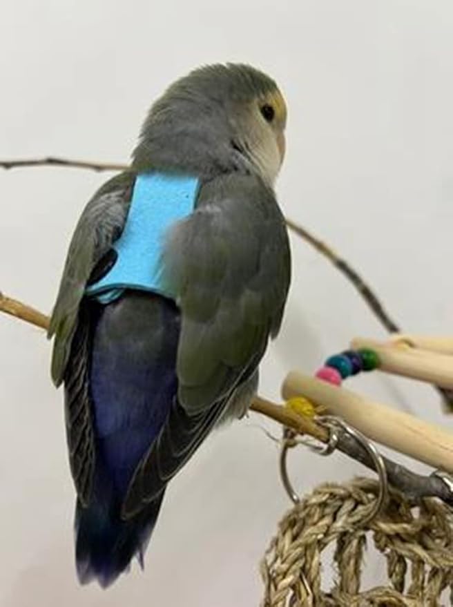 Bird Flight Harness Vest, Parrot Flight Suit with Leash for Parakeets Cockatiels Conures Budgies, Bird Flying Clothes with Rope and Handle for Outdoor Activities Training (XS,Blue)