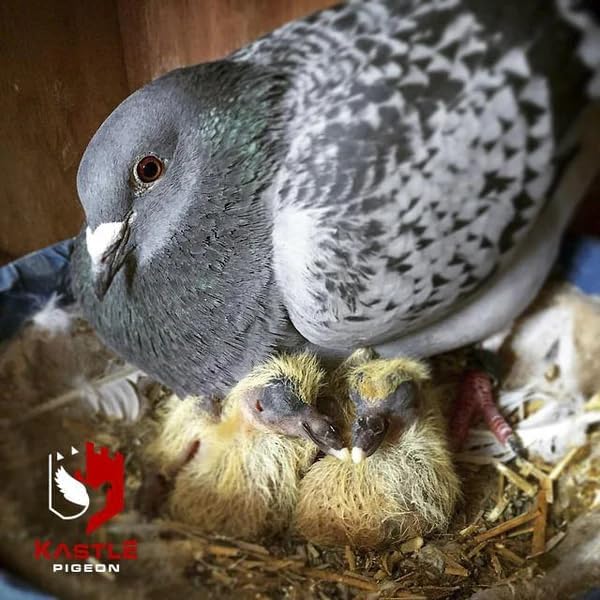 Breeder Advantage Plus (Kastle) for Pigeons 500g