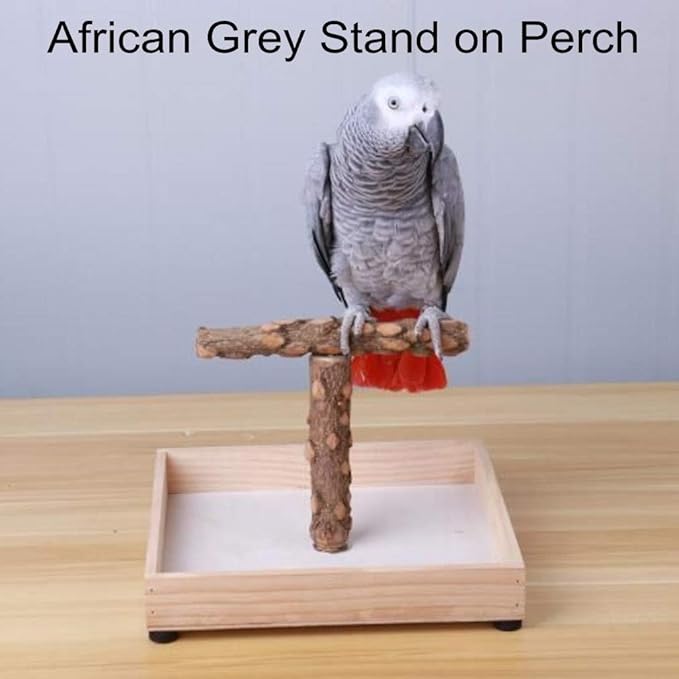 Bird Stand Tabletop,Portable Tee Stand, Parrot Play Stand Perch Gym for Small Medium Parrot (T Stand)