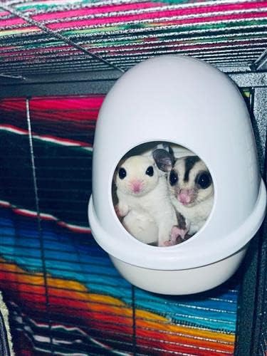 Press 'N' Slide Feed Station - Durable Mounted Food Bowl Dish - Sugar Gliders, Squirrels, Prairie Dogs, Degus, Marmosets, Parrots, Birds, Rats, Hamsters, Gerbils & Other Small Pets… (with Dome)