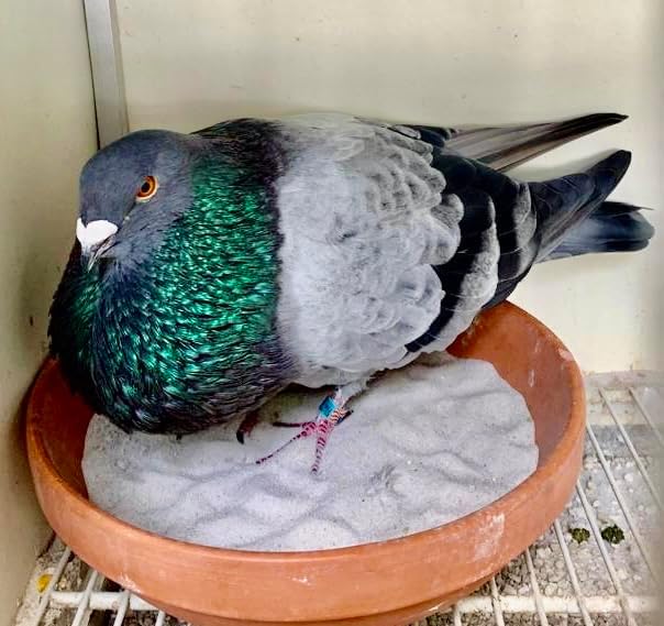 DEWORMX for Pigeons Doves Birds Palomos Buchones Mensajeros Pigeon Tabs Pigeonvita Vitamins La Lechita Pigeons Hens Rooster Chickens Caged Birds (Pigeon Loft 8oz)